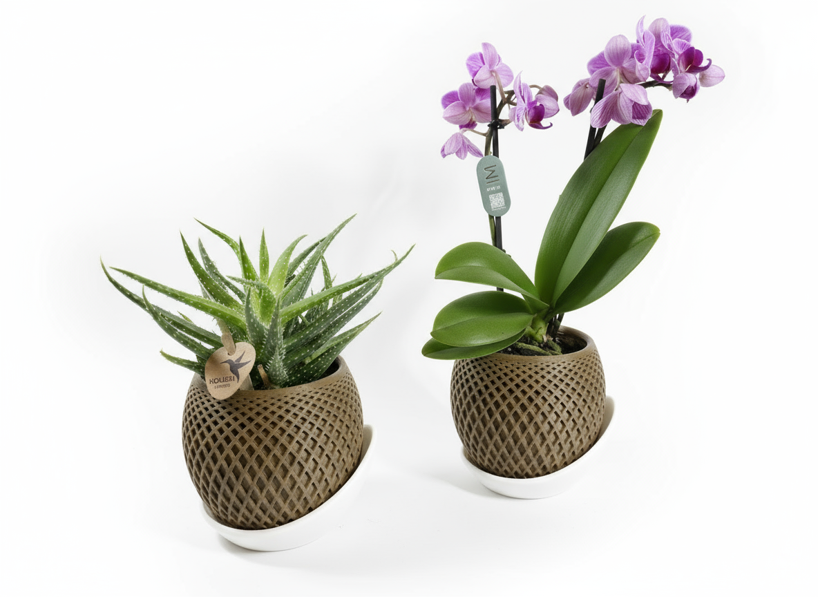 Professionele productfoto van plantenpotten met planten